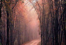 蜂鸟电竞：名记：布朗尼随队征战五连客 之后将被下放发展联盟.